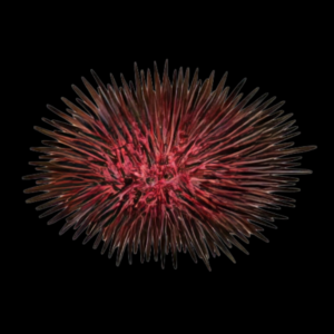Red Sea Urchin Heliocidaris Erythrogramma