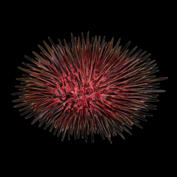 Red Sea Urchin Heliocidaris Erythrogramma