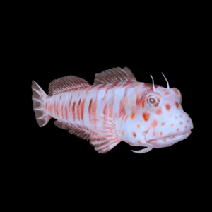 Red Spot Flymo Blenny Blenniella Chrysospilos