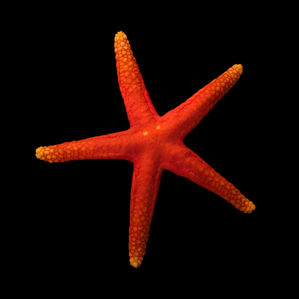 Red Starfish Spotted Fromia Milleporella