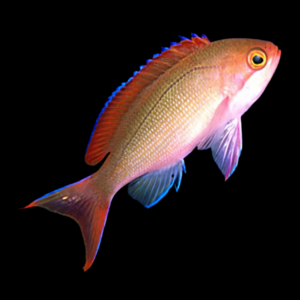 Red Stripe Anthias Pseudanthias Cooperi