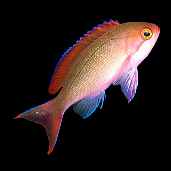 Red Stripe Anthias Pseudanthias Cooperi