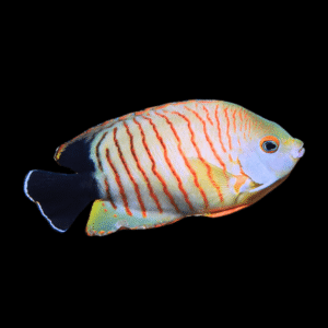 Red Stripe Eibli Dwarf Angelfish Centropyge Eibli