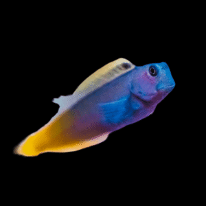 Red Tail Bicolor Blenny Escenius Bicolor