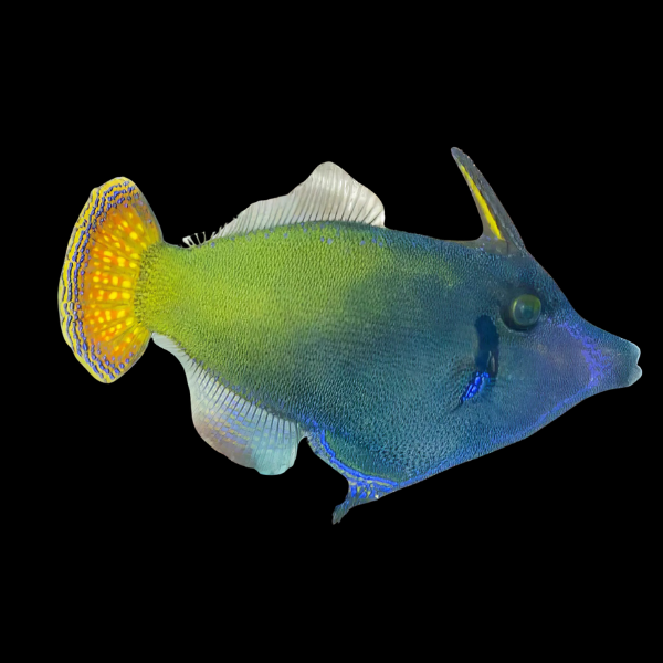 Red Tail File Fish Pervagor Janthinosoma