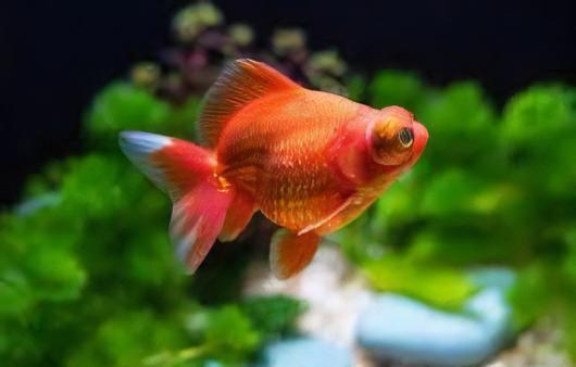 Assorted Giant Telescope Butterfly Moor Grade AA Goldfish Carassius Auratus - Image 8