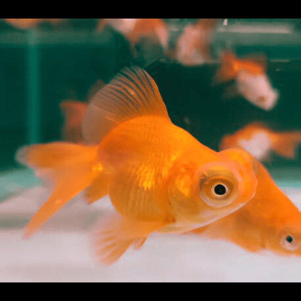 Red Telescope Butterfly Moor Goldfish Carassius Auratus - Image 5