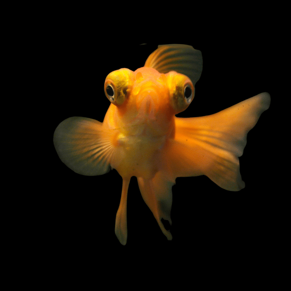 Red Telescope Butterfly Moor Goldfish Carassius Auratus