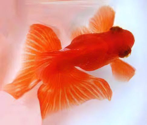 Red Telescope Butterfly Moor Goldfish Carassius Auratus - Image 7