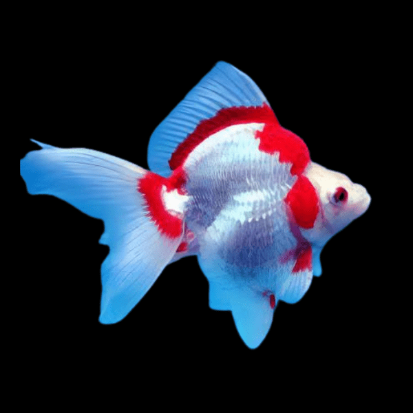 Red and White Ryukin Goldfish Carassius Auratus