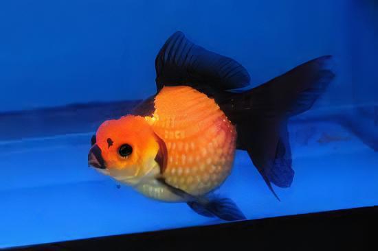 Assorted Giant Pearlscale Grade AA Goldfish Carassius Auratus - Image 6