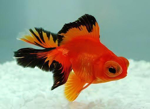 Assorted Giant Telescope Butterfly Moor Grade AA Goldfish Carassius Auratus - Image 10