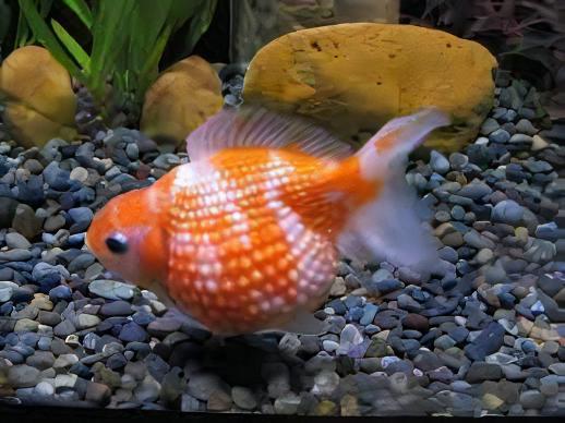 Assorted Giant Pearlscale Grade AA Goldfish Carassius Auratus - Image 5