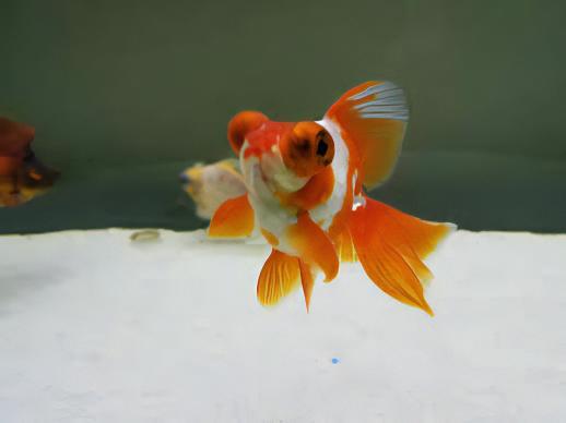 Red and White Telescope Butterfly Moor Goldfish Carassius Auratus - Image 6