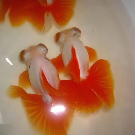 Red and White Telescope Butterfly Moor Goldfish Carassius Auratus - Image 9