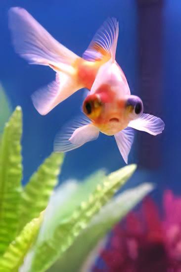 Red and White Telescope Butterfly Moor Goldfish Carassius Auratus - Image 7