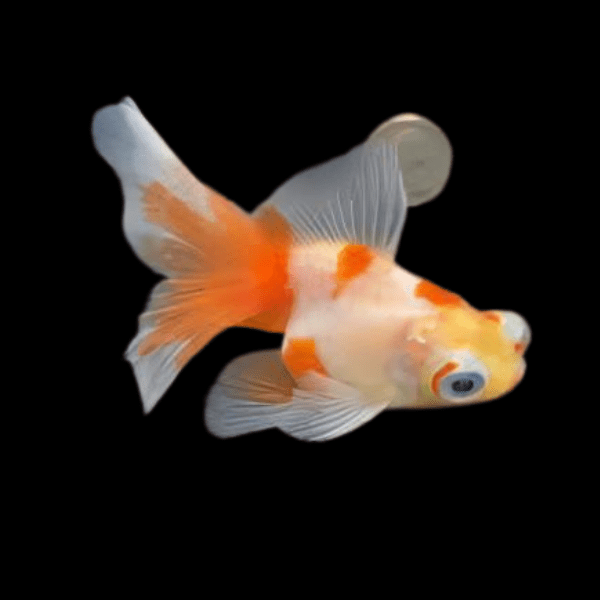 Red and White Telescope Butterfly Moor Goldfish Carassius Auratus