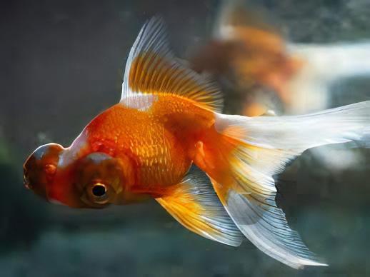 Assorted Giant Telescope Butterfly Moor Grade AA Goldfish Carassius Auratus - Image 9