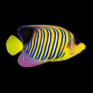 Regal Angelfish Pygoplites Diacanthus