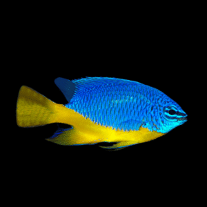 Regal Damsel Chromis Chrysiptera Hemicyanea