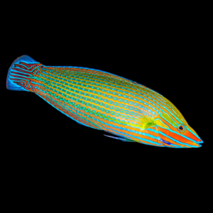 Richmond's Wrasse Halichoeres Richmondi