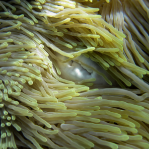 Ritteri Anemone Heteractis Magnifica
