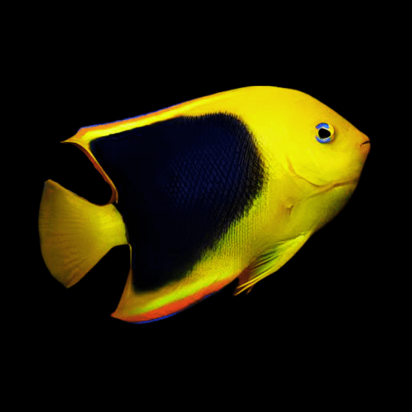 Rock Beauty Angelfish Holacanthus Tricolor