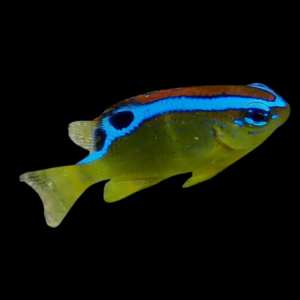 Rock Damsel Fish Chrysiptera Brownriggi