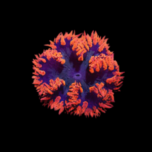 Red Rock Flower Anemone Epicystis Crucifer Small