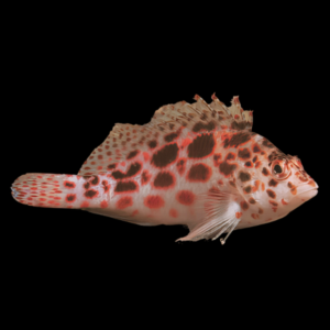 Rock Hopper Hawkfish Cirrhitichthys Aprinus