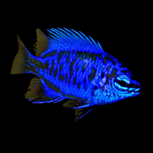 Royal Blue Damsel Chrysiptera Springeri