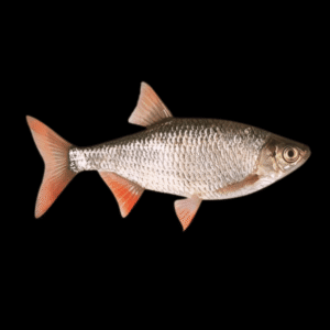 Rudd Scardinius Erythrophthalmus 10cm