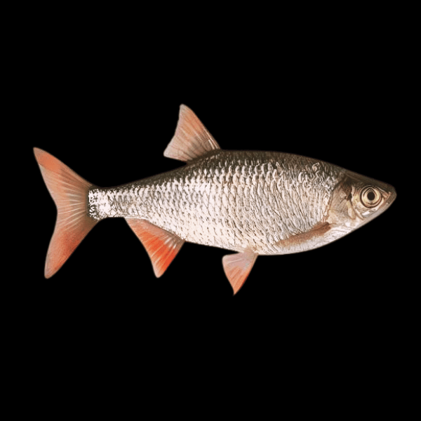 Rudd Scardinius Erythrophthalmus 10cm