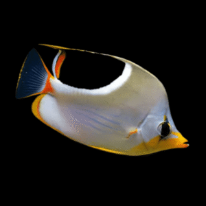 Saddleback Butterfly Fish Chaetodon Ephippium