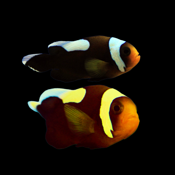 Saddleback Clownfish Amphiprion Polymnus Pair