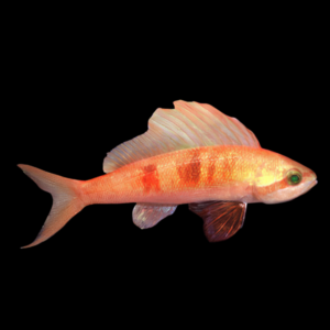 Sailfin Anthias Rabaulichthys Sp