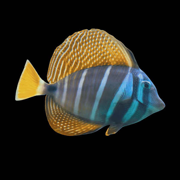 Sailfin Tang Long Fin Zebrasoma Velifer