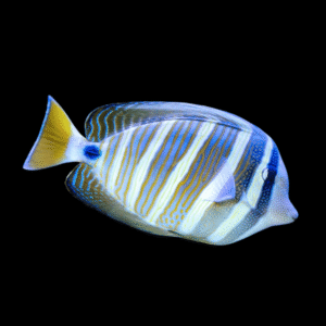 Sailfin Tang Round Fin Zebrasoma Velifer