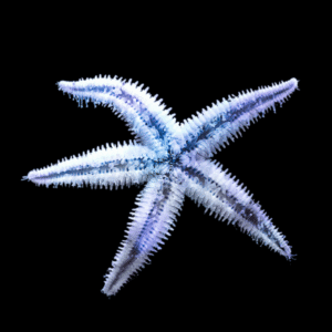 Sand Sifting Starfish Archaster Typicus