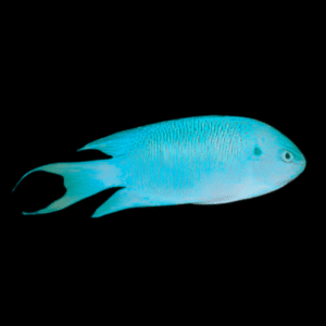 Sapphire Pavo Damsel Pomacentrus Pavo