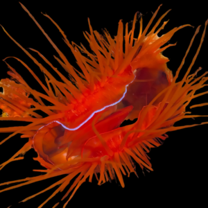 Scallop Red Lima Orientalis