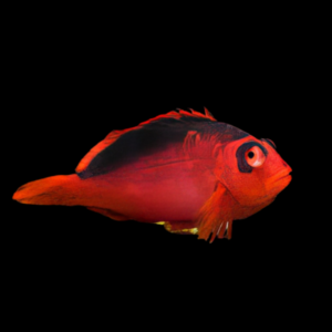 Scarlet Hawkfish Neocirrhitus Armatus
