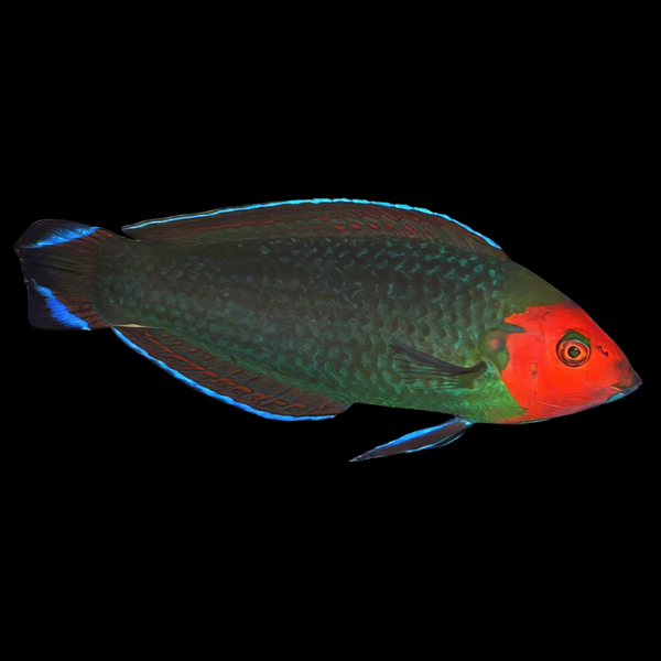 Scarlet Head Wrasse Halichoeres Rubricephalus