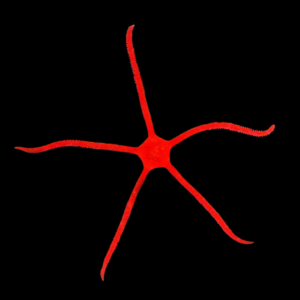 Scarlet Serpent Starfish Ophioderma Rubicundum