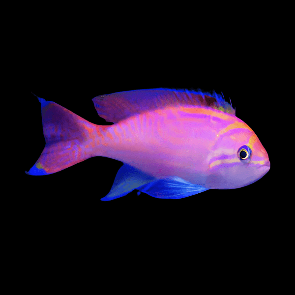 Scribbled Anthias Bimaculatus Anthias