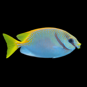 Barred Spinefoot Scribbled Rabbit Fish Siganus Doliatus