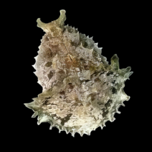 Sea Hare Dolabella Auricula