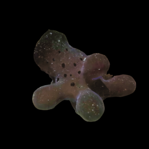 Sea Slug Quasimodo Coriocella Hibyae