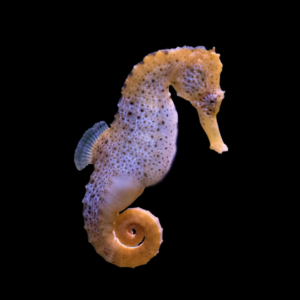 Seahorse Hippocampus Hippocampus Reidi