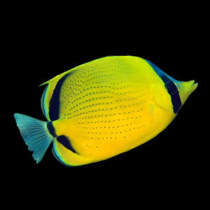 Semeion Butterfly Fish Chaetodon Semeion